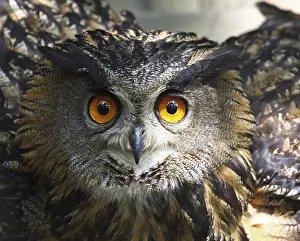 Drucke von Startled Uhu Drucke: Startled