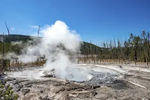 Geothermal Power USA Drucke: Steaming hot spring, dead trees in the back