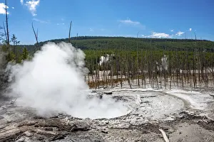 US American National Parks Drucke: Steaming hot spring, dead trees in the back