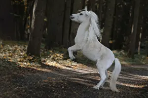 Farm Animals Drucke: Steigendes Pony
