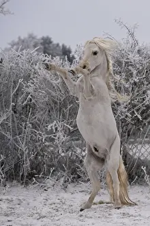 Livestock Farming Drucke: Steigendes Pony
