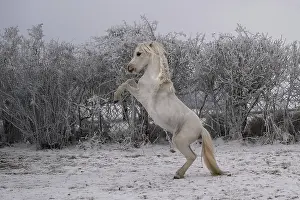 Mammal Animal Images Drucke: Steigendes Pony