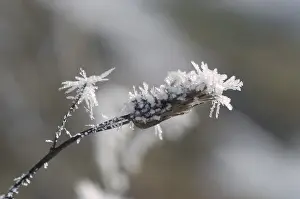 Hoarfrost Details Drucke: Stem with hoarfrost