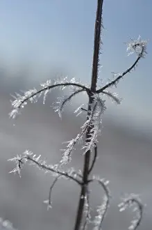 Hoarfrost Detail Drucke: Stem with hoarfrost
