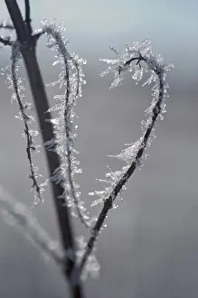 Hoarfrost Plant Drucke: Stem with hoarfrost