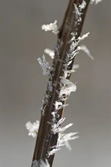 Macro Hoarfrost Images Drucke: Stem with hoarfrost
