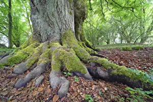 Central European Trees Drucke: Stem and roots of an old beech (Fagus sylvatica)