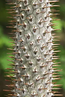Deserted Tropical Landscape Drucke: Stem tropical tree with needle on background verdure