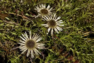 Stemless Carline Thistle Drucke: Stemless - or Dwarf Carline Thistle