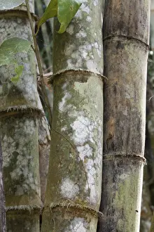 Tropical Forest Landscape Drucke: Stems bamboo tree in white mildew, jungle