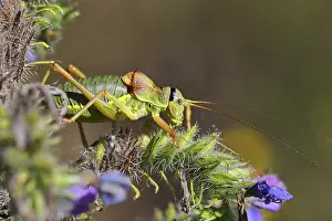 Bilder Datiert 9. August 2024: Steppe saddle grasshopper print