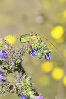 German Wildlife Photography Drucke: Steppe saddle grasshopper (Ephippiger ephippiger)