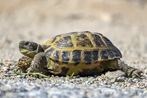 Wildlife Photography Reptiles Drucke: Steppe turtle, four-toed turtle