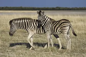 Odd Toed Ungulate Drucke: Steppe Zebra
