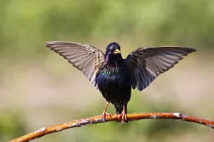 Courtship Behavior In Birds Drucke: Stern