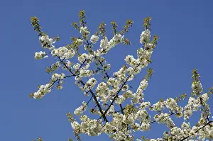 Cherry Blossoms Close Up Drucke: Stick with cherry blossoms in spring
