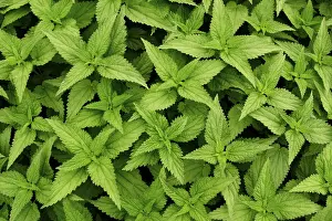 Medicinal Herb Pictures Drucke: Stinging-nettle