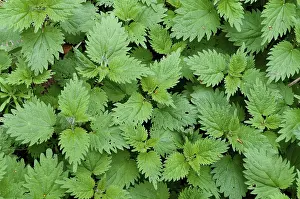 Stinging Nettle Drucke: Stinging nettle, nettle, nettle
