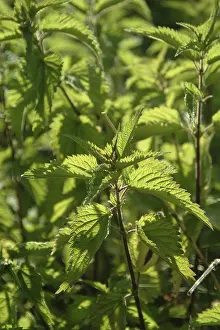 Stinging Nettle Plant Drucke: Stinging nettle, urtica
