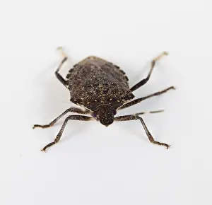 Shield Bug Drucke: Stink bug or Shield bug facing the camera on a white background