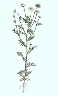 Black And White Botanical Drawing Drucke: Stinking chamomile (Anthemis cotula)