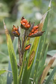 European Irises In Bloom Drucke: Stinking iris (Iris foetidissima)