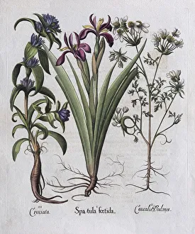 Hortus Eystettensis 1613 Drucke: Stinking iris (Spatula foetida)