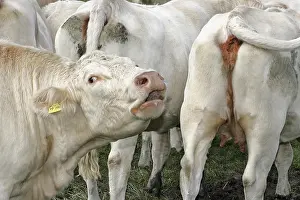 Charolais Drucke: Es stinkt.