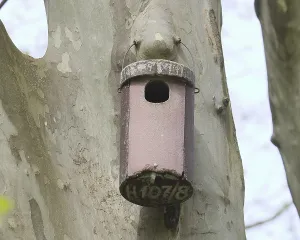 Drucke von Stocktaubebrutkasten auf einem Platane, Rosensteinpark, Stuttgart, Baden-Württemberg, Deutschland Stocktaube-Brutkasten auf einer Platane, Rosensteinpark, Stuttgart, Baden-Württemberg, Deutschland Hohltaube Drucke: Stocktaube-Brutkasten auf einem Platanenbaum.