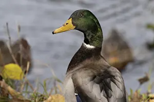 Drucke von Stockerpel Ente Drucke: Stockerpel