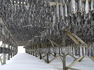Drucke von Stockfish Kabeljau Im Atlantik Drucke: Stockfish