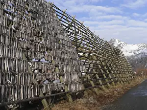 Drucke von Stockfish Kabeljau Im Atlantik Drucke: Stockfish