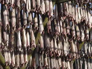 Drucke von Stockfish Kabeljau Im Atlantik Drucke: Stockfish