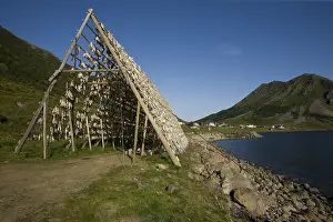 Drucke von Stockfisch, getrockneter Kabeljau auf Trockenrahmen in Hoeydal, Langoeya-Insel, Norwegen, Skandinavien, Europa Kabeljau Drucke: Stockfisch, getrockneter Kabeljau auf Trockenrahmen in Hoeydal.