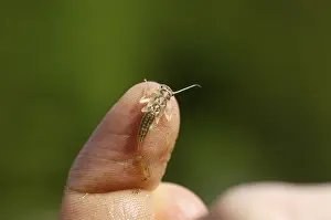 Drucke von Steinfliegenlarve Perla marginata Perla Drucke: Steinfliegenlarve Perla marginata