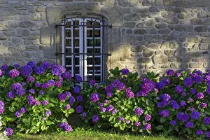 Deserted Stone Building Europe Drucke: Stone house with hydrangeas, Carnac