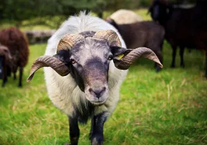 Wildlife Photography Portraits Drucke: Stone sheep