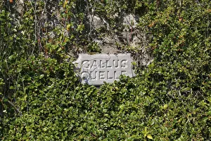 Baden Wurttemberg Germany Drucke: Stone tablet at the Gallus spring