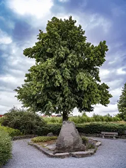 Central Europe Nature Drucke: Stone under a tree at a centre point of Germany