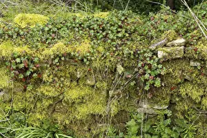 Bibury Village England Drucke: Stone wall covered with moss and herbs