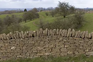 British Countryside Scene Drucke: Stone wall, winter trees, meadows