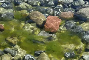 Hydrophytic Plant Detail View Drucke: Stones and algae