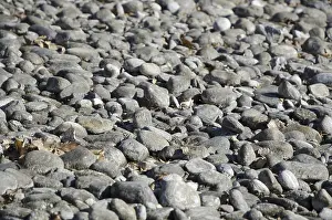 Uninhabited Beaches Drucke: Stones on the Beach