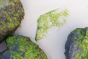 Pas De Calais Drucke: Steine mit Algen auf der Strand