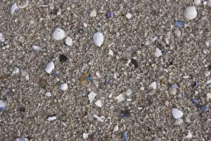 Deserted Sandy Beach Drucke: Stones and seashells on the beach