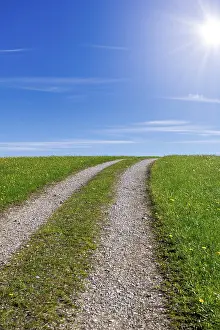 Spring Meadow Germany Drucke: Stony field path through a spring meadow