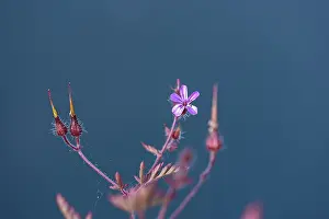Southern Germany Flora Drucke: Storchschnabel, Ruprechtskraut (Geranium robertianum)