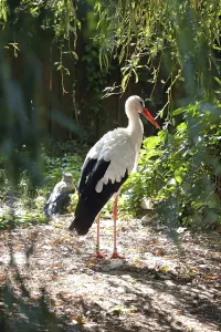 Verwandte Bilder Drucke: Stork