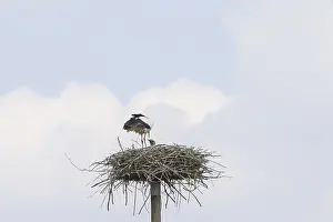 Verwandte Bilder Drucke: Ein Storch mit den Küken im Nest.