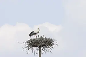 Verwandte Bilder Drucke: Ein Storch mit den Küken im Nest.